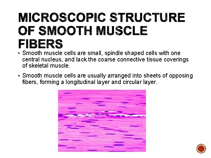 § Smooth muscle cells are small, spindle shaped cells with one central nucleus, and