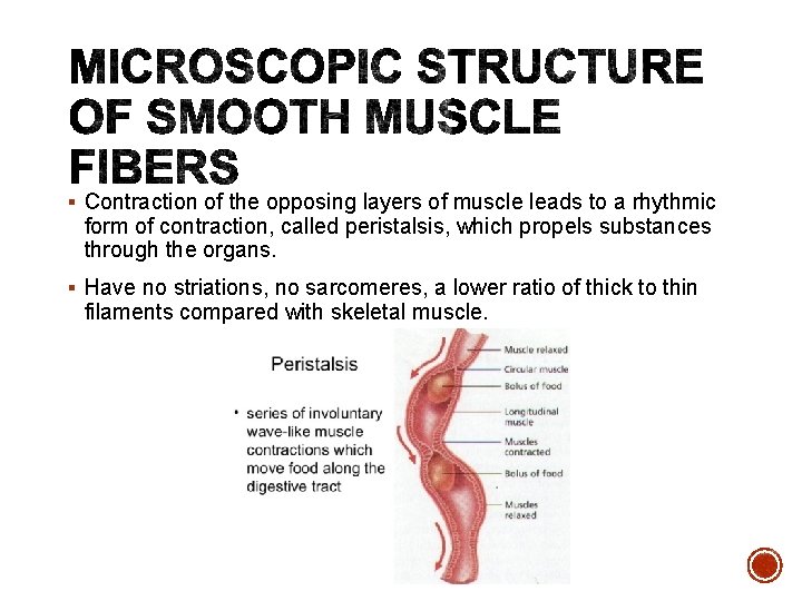 § Contraction of the opposing layers of muscle leads to a rhythmic form of