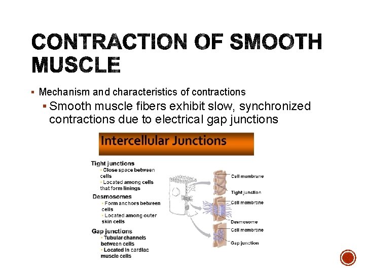 § Mechanism and characteristics of contractions § Smooth muscle fibers exhibit slow, synchronized contractions
