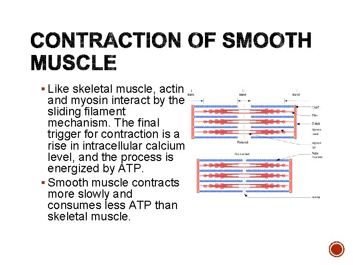 § Like skeletal muscle, actin and myosin interact by the sliding filament mechanism. The