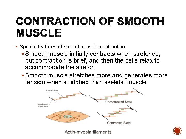 § Special features of smooth muscle contraction § Smooth muscle initially contracts when stretched,