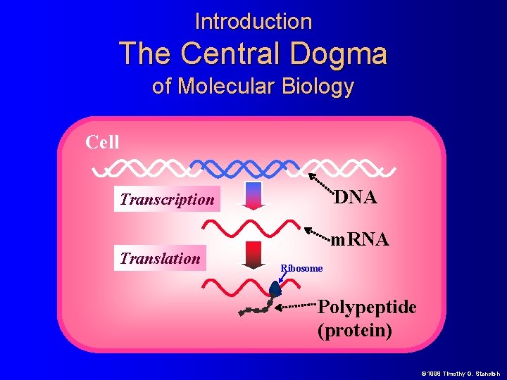 Introduction The Central Dogma of Molecular Biology Cell DNA Transcription Translation m. RNA Ribosome