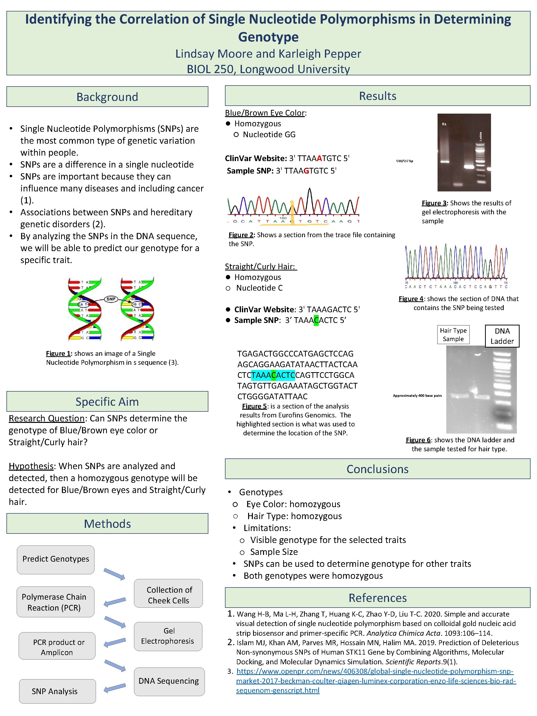 Identifying the Correlation of Single Nucleotide Polymorphisms in Determining Genotype Lindsay Moore and Karleigh