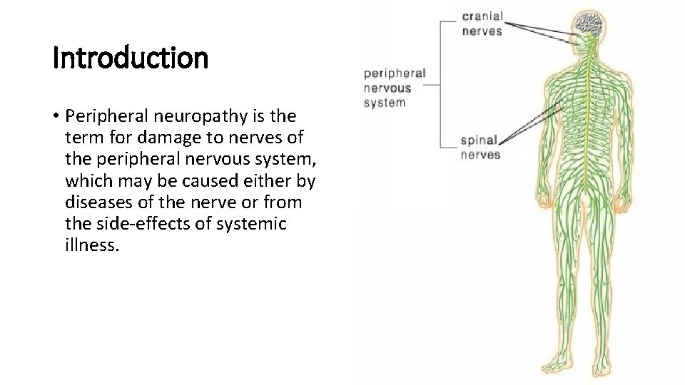 Introduction • Peripheral neuropathy is the term for damage to nerves of the peripheral