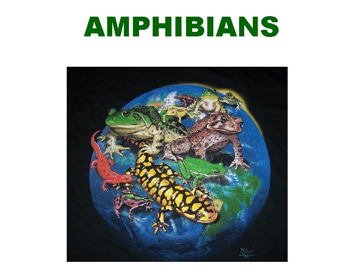 AMPHIBIANS 