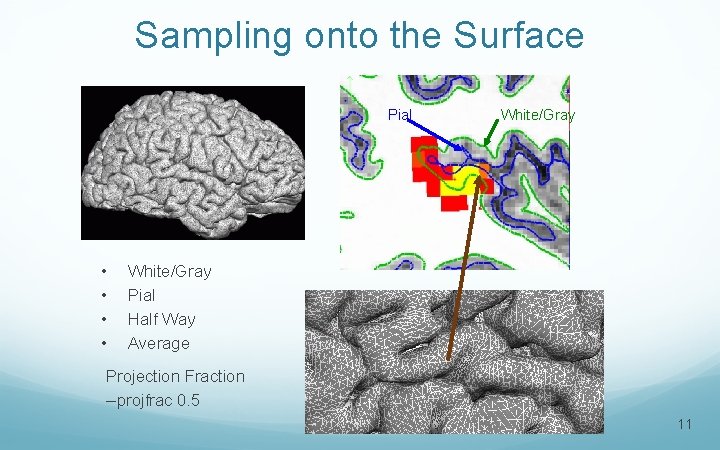 Sampling onto the Surface Pial • • White/Gray Pial Half Way Average Projection Fraction