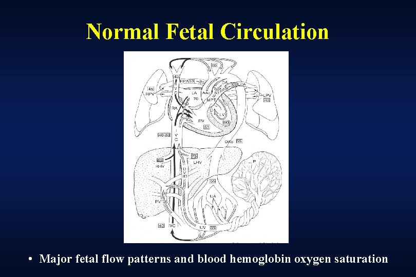 Normal Fetal Circulation • Major fetal flow patterns and blood hemoglobin oxygen saturation 