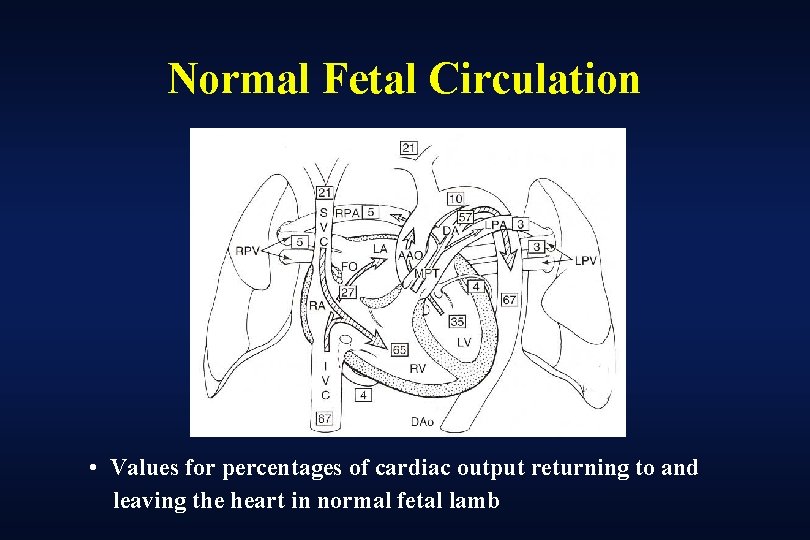 Normal Fetal Circulation • Values for percentages of cardiac output returning to and leaving