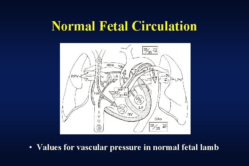 Normal Fetal Circulation • Values for vascular pressure in normal fetal lamb 