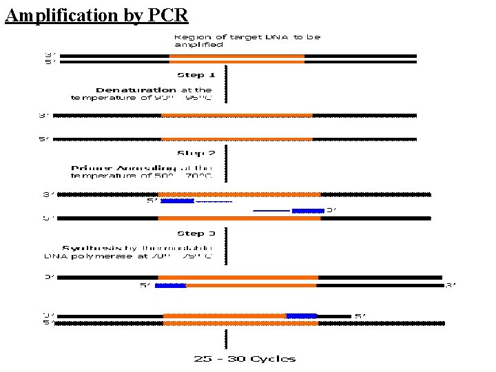 Amplification by PCR 