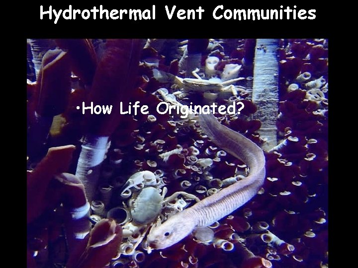 Hydrothermal Vent Communities • How Life Originated? 