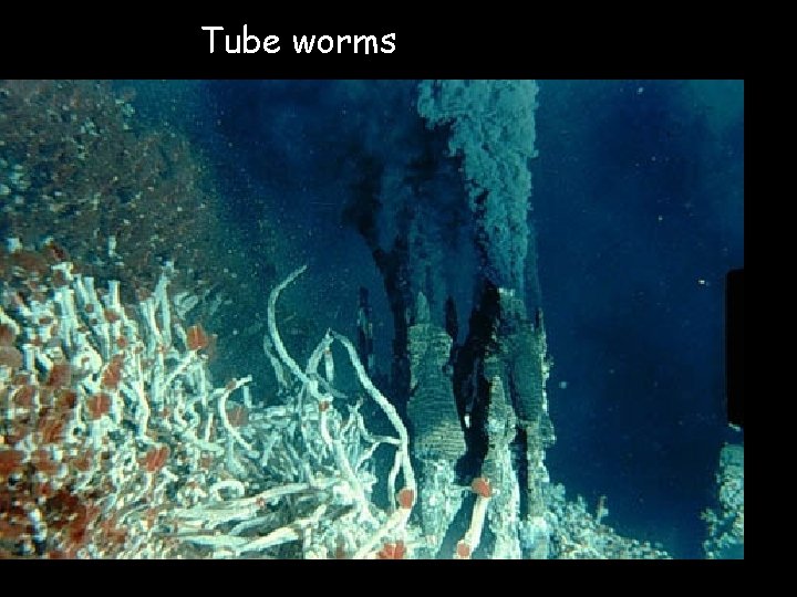 Tube worms 