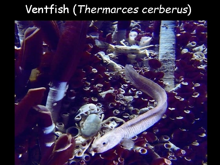 Ventfish (Thermarces cerberus) 
