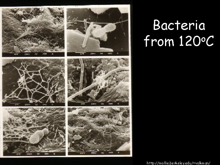 Bacteria from 120 o. C http: //mollie. berkeley. edu/~volkman/ 
