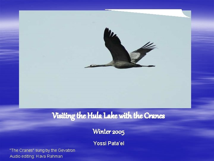 Visiting the Hula Lake with the Cranes Winter 2005 Yossi Pata’el “The Cranes” sung