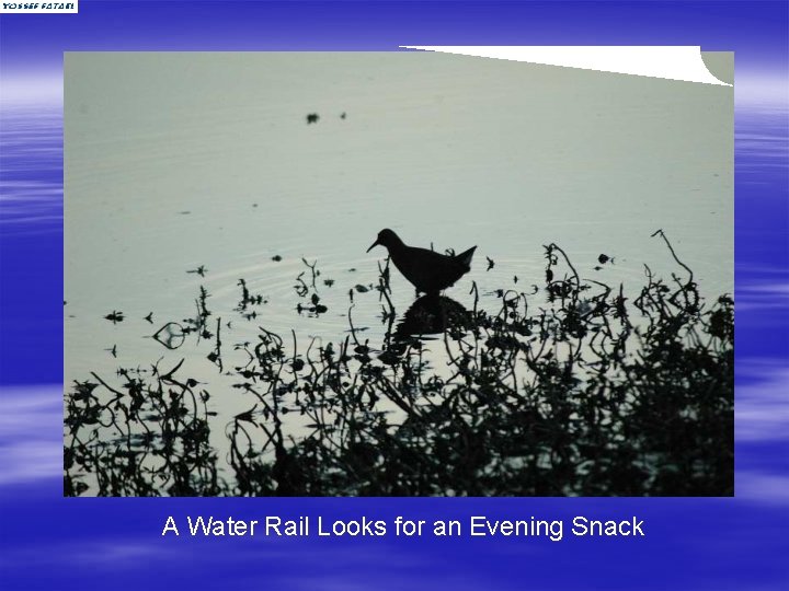 A Water Rail Looks for an Evening Snack 
