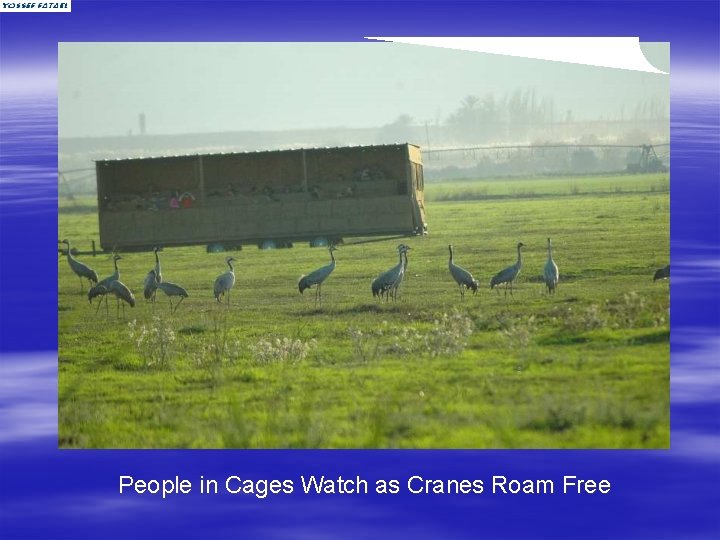 People in Cages Watch as Cranes Roam Free 