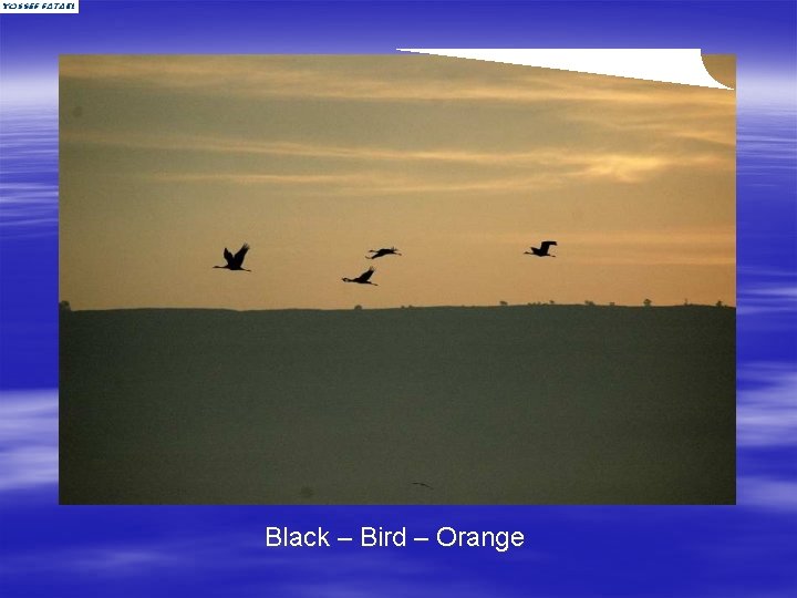 Black – Bird – Orange 