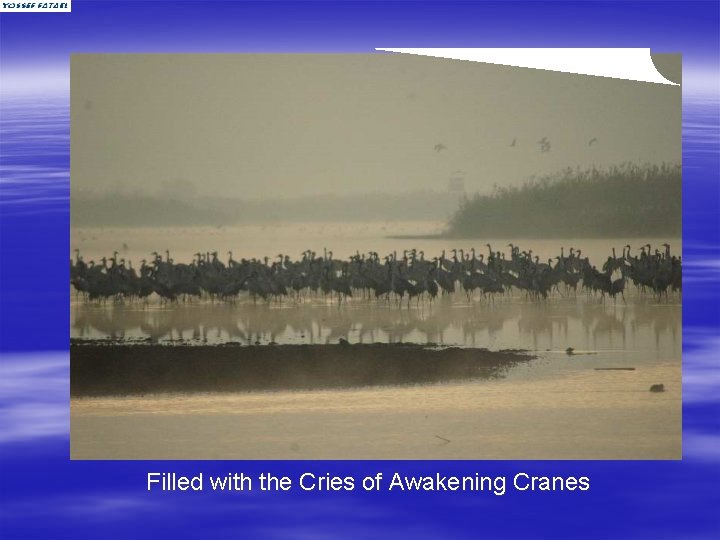 Filled with the Cries of Awakening Cranes 