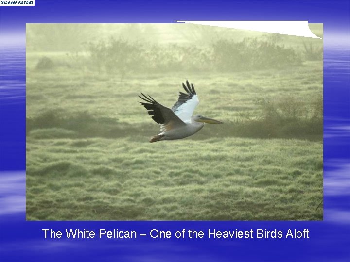 The White Pelican – One of the Heaviest Birds Aloft 