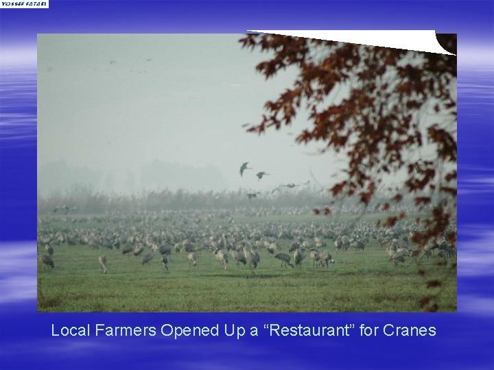 Local Farmers Opened Up a “Restaurant” for Cranes 