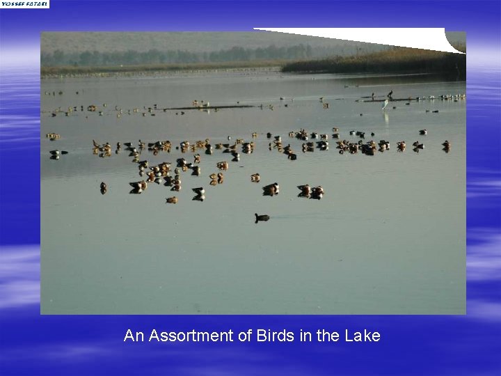 An Assortment of Birds in the Lake 