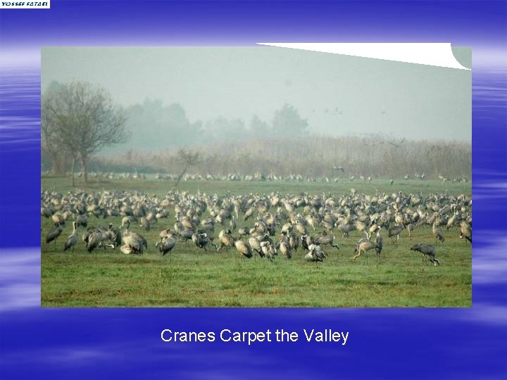 Cranes Carpet the Valley 