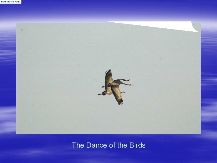 The Dance of the Birds 