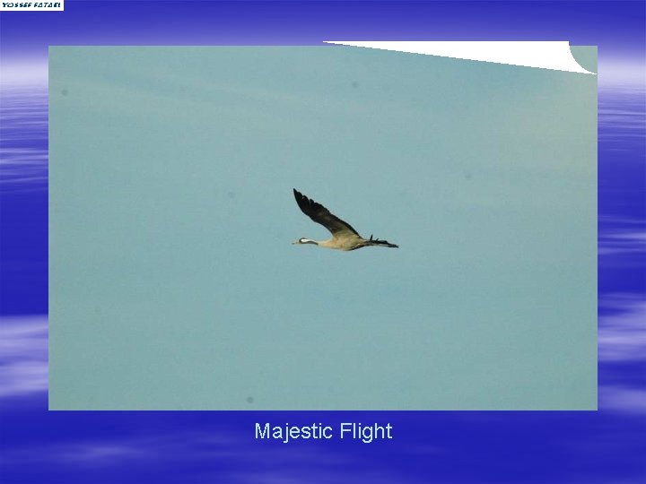 Majestic Flight 