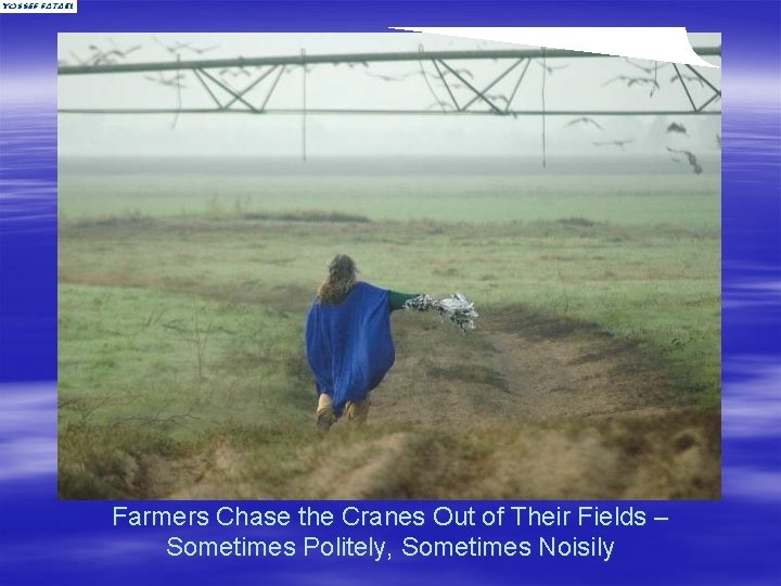 Farmers Chase the Cranes Out of Their Fields – Sometimes Politely, Sometimes Noisily 