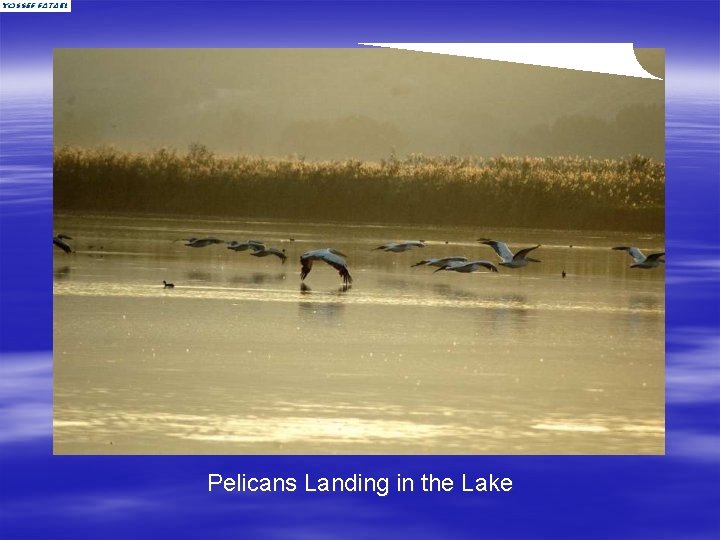 Pelicans Landing in the Lake 