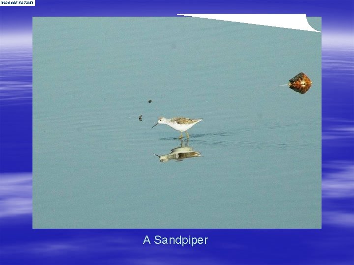 A Sandpiper 