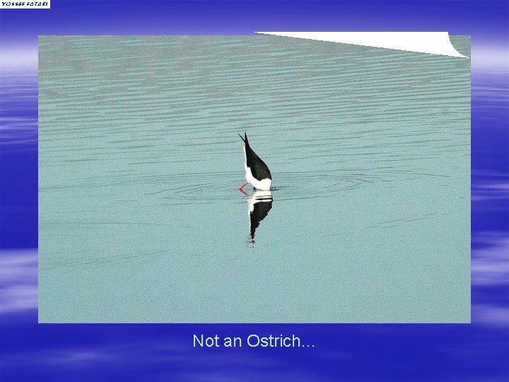 Not an Ostrich… 