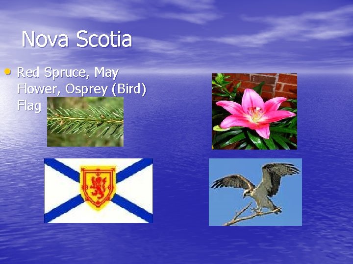 Nova Scotia • Red Spruce, May Flower, Osprey (Bird) Flag 