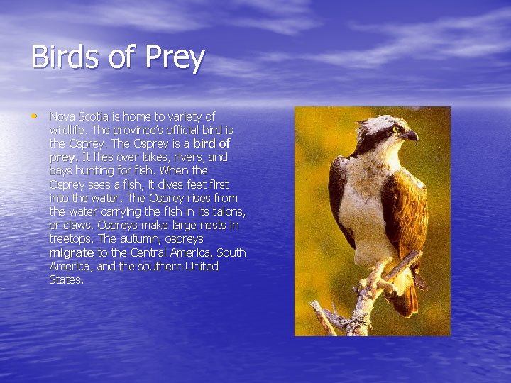 Birds of Prey • Nova Scotia is home to variety of wildlife. The province’s