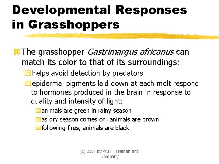 Developmental Responses in Grasshoppers z The grasshopper Gastrimargus africanus can match its color to