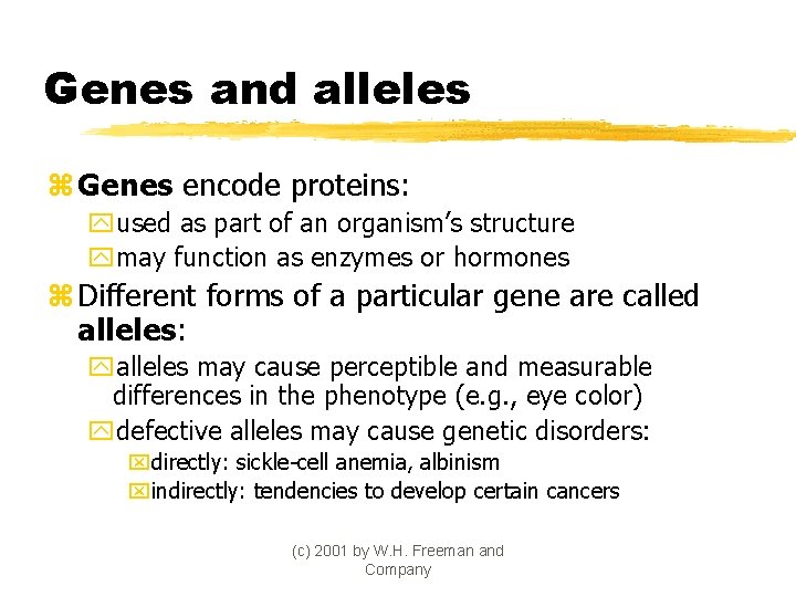 Genes and alleles z Genes encode proteins: yused as part of an organism’s structure