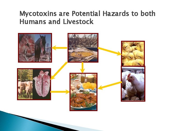Mycotoxins are Potential Hazards to both Humans and Livestock 
