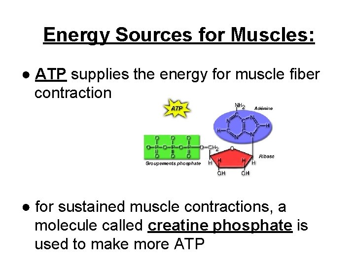 Energy Sources for Muscles: ● ATP supplies the energy for muscle fiber contraction ●