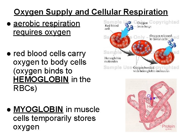 Oxygen Supply and Cellular Respiration ● aerobic respiration requires oxygen ● red blood cells