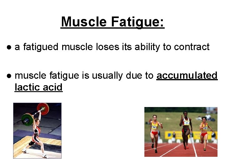 Muscle Fatigue: ● a fatigued muscle loses its ability to contract ● muscle fatigue