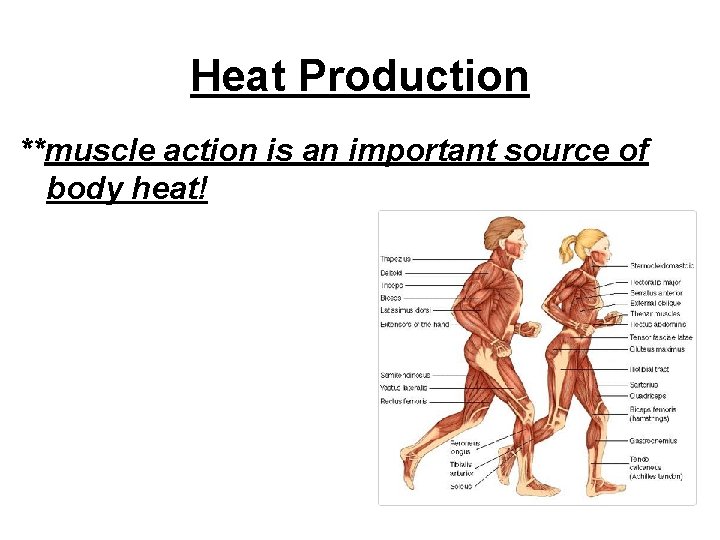 Heat Production **muscle action is an important source of body heat! 