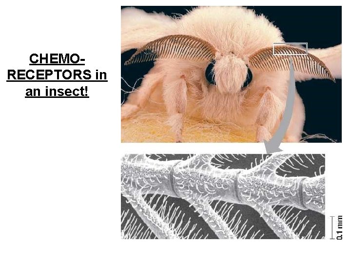 CHEMORECEPTORS in an insect! 