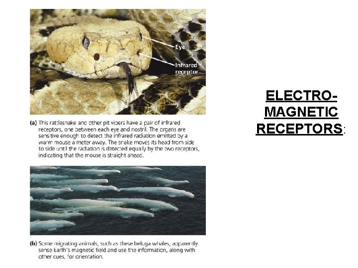 ELECTROMAGNETIC RECEPTORS: 