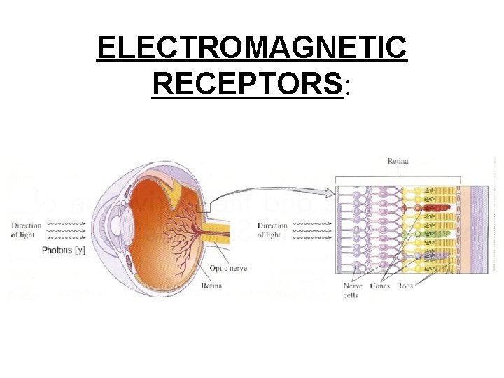 ELECTROMAGNETIC RECEPTORS: 