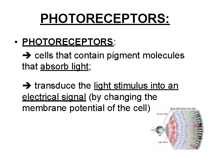 PHOTORECEPTORS: • PHOTORECEPTORS: cells that contain pigment molecules that absorb light; transduce the light