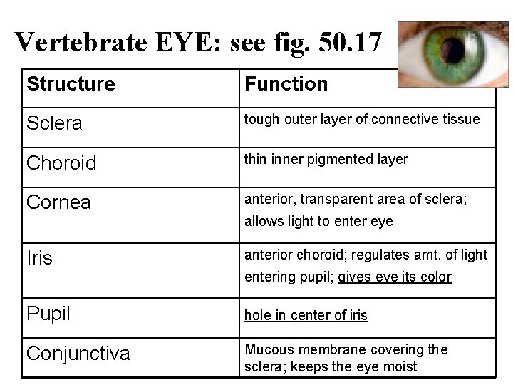 Vertebrate EYE: see fig. 50. 17 Structure Function Sclera tough outer layer of connective
