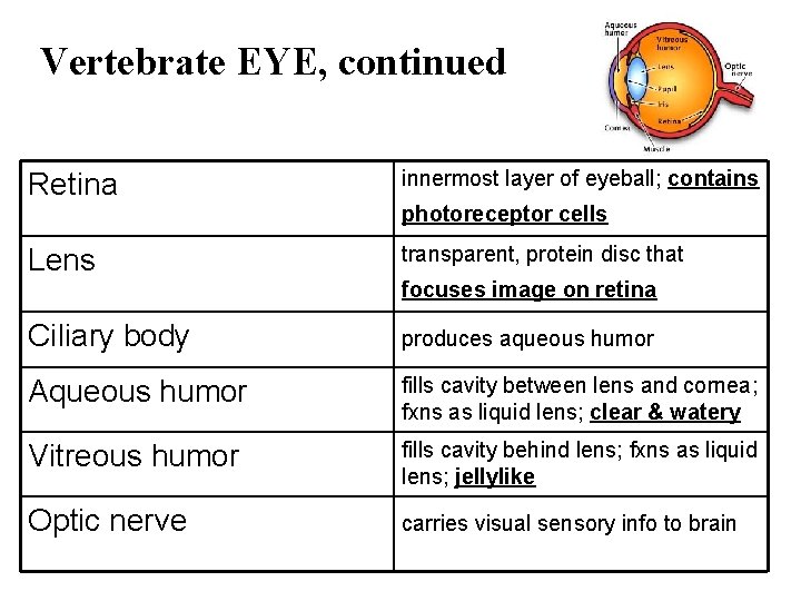 Vertebrate EYE, continued Retina innermost layer of eyeball; contains Lens transparent, protein disc that