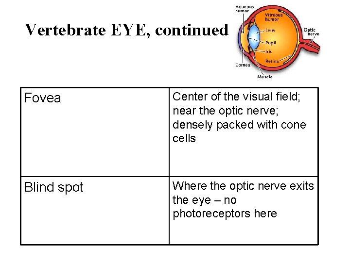 Vertebrate EYE, continued Fovea Center of the visual field; near the optic nerve; densely