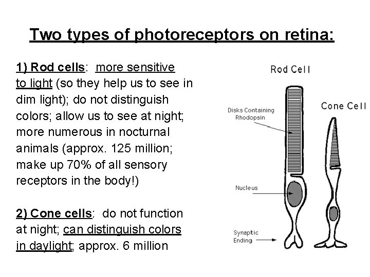 Two types of photoreceptors on retina: 1) Rod cells: more sensitive to light (so